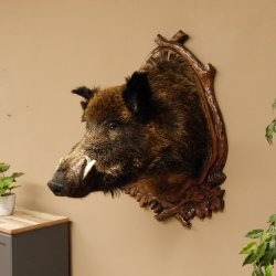 Wildschwein Europäisches Keiler großer Keilerkopf Höhe 95 cm Kopf Tierpräparat Präparat Trophäe Schild 34.1.70