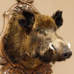 Wildschwein Europäisches Keiler großer Keilerkopf Höhe 95 cm Kopf Tierpräparat Präparat Trophäe Schild 34.1.70
