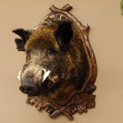 Wildschwein Europäisches Keiler großer Keilerkopf Höhe 95 cm Kopf Tierpräparat Präparat Trophäe Schild 34.1.70