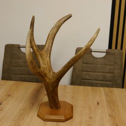 Brezelständer Ständer Rothirschgeweihstange Hirsch Höhe 49 cm Hirschstange