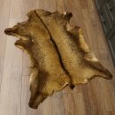 Gams Fell Tierfell Gamsfell Gemse Vorleger Dekoration Länge 123 cm 87.7.19