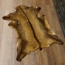 Gams Fell Tierfell Gamsfell Gemse Vorleger Dekoration Länge 123 cm 87.7.19