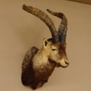 Steinbockkopf Spanischer Iberien Steinbock Kopf...