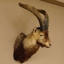 Steinbockkopf Spanischer Iberien Steinbock Kopf...