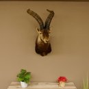 Steinbockkopf Spanischer Iberien Steinbock Kopf Präparat Kopfpräparat