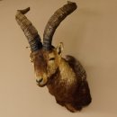 Steinbockkopf Spanischer Iberien Steinbock Kopf Präparat Kopfpräparat