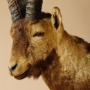Steinbockkopf Spanischer Iberien Steinbock Kopf Präparat Kopfpräparat