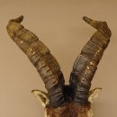 Steinbockkopf Spanischer Iberien Steinbock Kopf Präparat Kopfpräparat