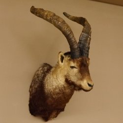 Steinbockkopf Spanischer Iberien Steinbock Kopf Präparat Kopfpräparat