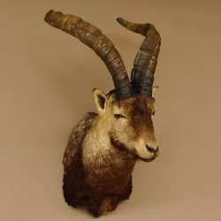 Steinbockkopf Spanischer Iberien Steinbock Kopf Präparat Kopfpräparat