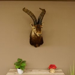 Steinbockkopf Spanischer Iberien Steinbock Kopf Präparat Kopfpräparat