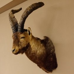 Steinbockkopf Spanischer Iberien Steinbock Kopf Präparat Kopfpräparat