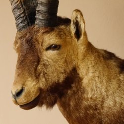 Steinbockkopf Spanischer Iberien Steinbock Kopf Präparat Kopfpräparat