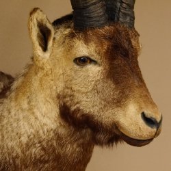 Steinbockkopf Spanischer Iberien Steinbock Kopf Präparat Kopfpräparat