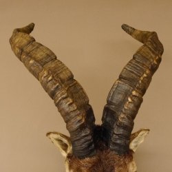 Steinbockkopf Spanischer Iberien Steinbock Kopf Präparat Kopfpräparat