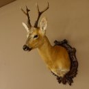 Rehbock sibirischer Kopf Präparat Höhe 72 cm...