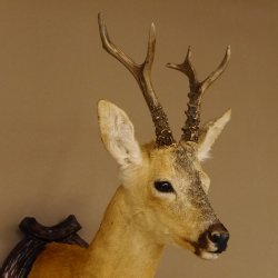 Rehbock sibirischer Kopf Präparat Höhe 72 cm Geweih Reh Kopfpräparat Schild 85.11.100