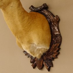 Rehbock sibirischer Kopf Präparat Höhe 72 cm Geweih Reh Kopfpräparat Schild 85.11.100