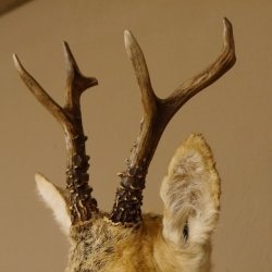 Rehbock sibirischer Kopf Präparat Höhe 72 cm Geweih Reh Kopfpräparat Schild 85.11.100