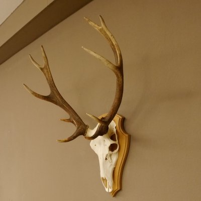 Rothirschgeweih ung. 12 ender Hirsch Höhe 77 cm Hirschgeweih Geweih Trophäenschild 70.1015