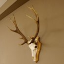 Rothirschgeweih ung. 12 ender Hirsch Höhe 77 cm Hirschgeweih Geweih Trophäenschild 70.1015