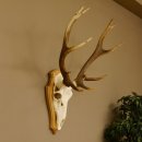 Rothirschgeweih ung. 12 ender Hirsch Höhe 77 cm Hirschgeweih Geweih Trophäenschild 70.1015