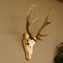 Rothirschgeweih ung. 12 ender Hirsch Höhe 77 cm Hirschgeweih Geweih Trophäenschild 70.1015