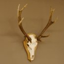 Rothirschgeweih ung. 12 ender Hirsch Höhe 77 cm Hirschgeweih Geweih Trophäenschild 70.1015