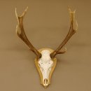 Rothirschgeweih ung. 12 ender Hirsch Höhe 77 cm Hirschgeweih Geweih Trophäenschild 70.1015