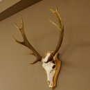 Rothirschgeweih ung. 12 ender Hirsch Höhe 77 cm Hirschgeweih Geweih Trophäenschild 70.1015