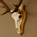 Rothirschgeweih ung. 12 ender Hirsch Höhe 77 cm Hirschgeweih Geweih Trophäenschild 70.1015