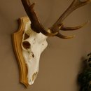 Rothirschgeweih ung. 12 ender Hirsch Höhe 77 cm Hirschgeweih Geweih Trophäenschild 70.1015