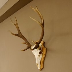 Rothirschgeweih ung. 12 ender Hirsch Höhe 77 cm Hirschgeweih Geweih Trophäenschild 70.1015