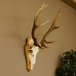 Rothirschgeweih ung. 12 ender Hirsch Höhe 77 cm Hirschgeweih Geweih Trophäenschild 70.1015