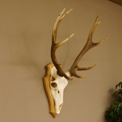 Rothirschgeweih ung. 12 ender Hirsch Höhe 77 cm Hirschgeweih Geweih Trophäenschild 70.1015