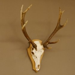 Rothirschgeweih ung. 12 ender Hirsch Höhe 77 cm Hirschgeweih Geweih Trophäenschild 70.1015