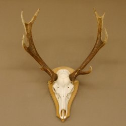 Rothirschgeweih ung. 12 ender Hirsch Höhe 77 cm Hirschgeweih Geweih Trophäenschild 70.1015