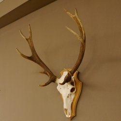 Rothirschgeweih ung. 12 ender Hirsch Höhe 77 cm Hirschgeweih Geweih Trophäenschild 70.1015