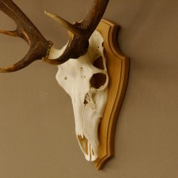 Rothirschgeweih ung. 12 ender Hirsch Höhe 77 cm Hirschgeweih Geweih Trophäenschild 70.1015