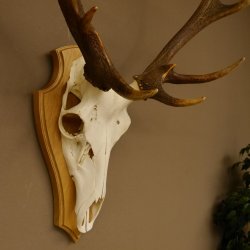 Rothirschgeweih ung. 12 ender Hirsch Höhe 77 cm Hirschgeweih Geweih Trophäenschild 70.1015