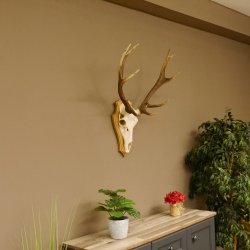 Rothirschgeweih ung. 12 ender Hirsch Höhe 77 cm Hirschgeweih Geweih Trophäenschild 70.1015