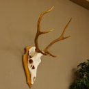 Rothirschgeweih 6 ender Hirsch Höhe 70 cm Hirschgeweih Geweih Trophäenschild 70.1016