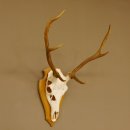 Rothirschgeweih 6 ender Hirsch Höhe 70 cm Hirschgeweih Geweih Trophäenschild 70.1016