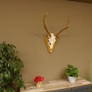Rothirschgeweih 6 ender Hirsch Höhe 70 cm Hirschgeweih Geweih Trophäenschild 70.1016