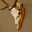 Rothirschgeweih 6 ender Hirsch Höhe 70 cm Hirschgeweih Geweih Trophäenschild 70.1016