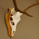 Rothirschgeweih 6 ender Hirsch Höhe 70 cm Hirschgeweih Geweih Trophäenschild 70.1016