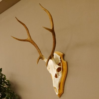 Rothirschgeweih 6 ender Hirsch Höhe 71 cm Hirschgeweih Geweih Trophäenschild 70.1017