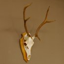Rothirschgeweih 6 ender Hirsch Höhe 71 cm Hirschgeweih Geweih Trophäenschild 70.1017