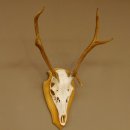 Rothirschgeweih 6 ender Hirsch Höhe 71 cm Hirschgeweih Geweih Trophäenschild 70.1017