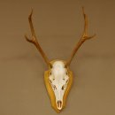Rothirschgeweih 6 ender Hirsch Höhe 71 cm Hirschgeweih Geweih Trophäenschild 70.1017